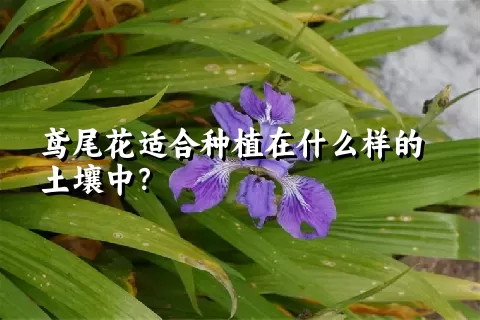 鸢尾花适合种植在什么样的土壤中？