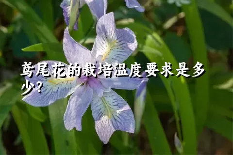 鸢尾花的栽培温度要求是多少？