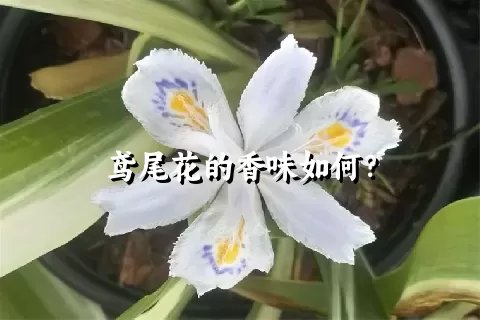 鸢尾花的香味如何？