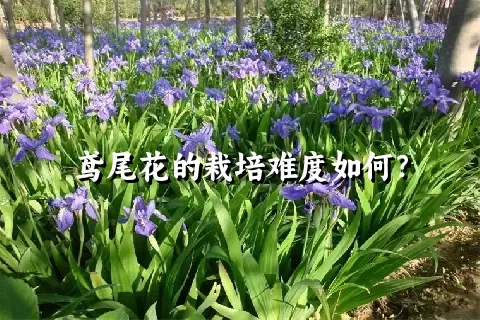 鸢尾花的栽培难度如何？