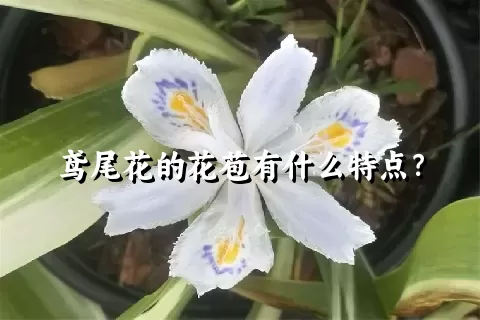 鸢尾花的花苞有什么特点？