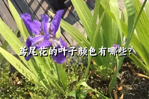 鸢尾花的叶子颜色有哪些？