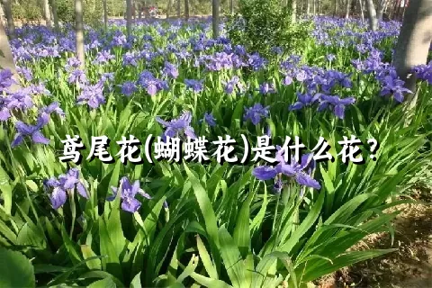 鸢尾花(蝴蝶花)是什么花？