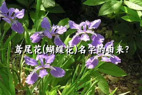 鸢尾花(蝴蝶花)名字的由来？