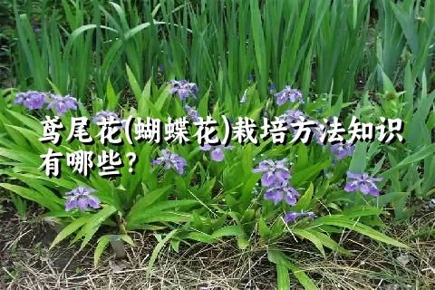 鸢尾花(蝴蝶花)栽培方法知识有哪些？