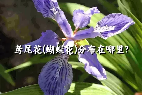 鸢尾花(蝴蝶花)分布在哪里?