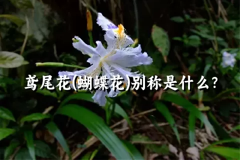 鸢尾花(蝴蝶花)别称是什么？