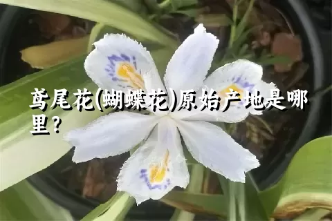 鸢尾花(蝴蝶花)原始产地是哪里？