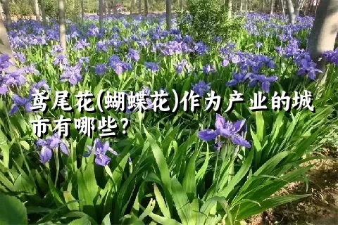 鸢尾花(蝴蝶花)作为产业的城市有哪些？