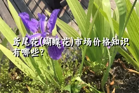 鸢尾花(蝴蝶花)市场价格知识有哪些？