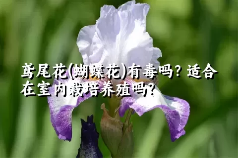 鸢尾花(蝴蝶花)有毒吗？适合在室内栽培养殖吗？