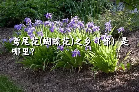 鸢尾花(蝴蝶花)之乡（都）是哪里？