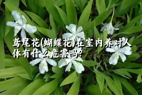 鸢尾花(蝴蝶花)在室内养对人体有什么危害吗？