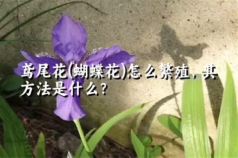 鸢尾花(蝴蝶花)怎么繁殖，其方法是什么？