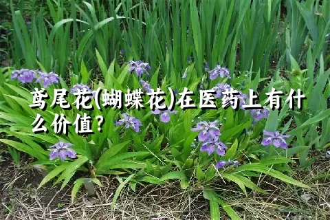 鸢尾花(蝴蝶花)在医药上有什么价值？