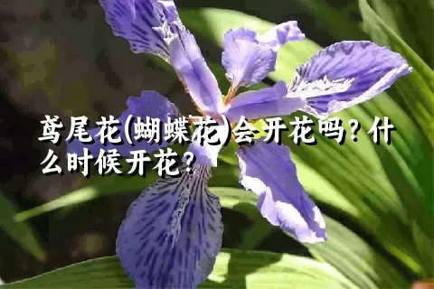 鸢尾花(蝴蝶花)会开花吗？什么时候开花？