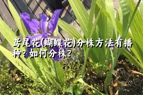 鸢尾花(蝴蝶花)分株方法有播种？如何分株？