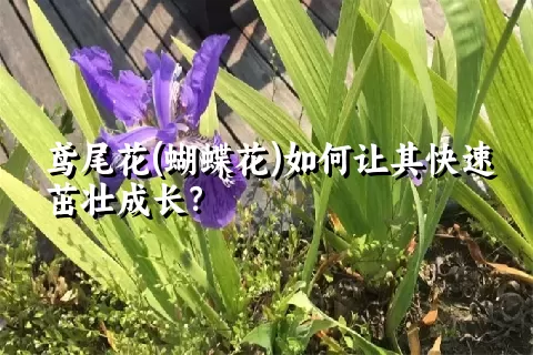 鸢尾花(蝴蝶花)如何让其快速茁壮成长？