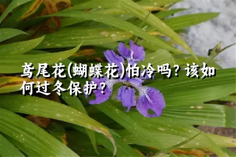 鸢尾花(蝴蝶花)怕冷吗？该如何过冬保护？