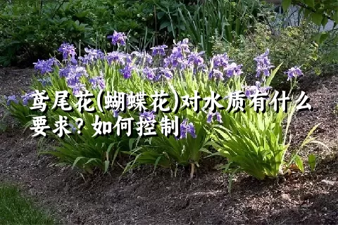 鸢尾花(蝴蝶花)对水质有什么要求？如何控制