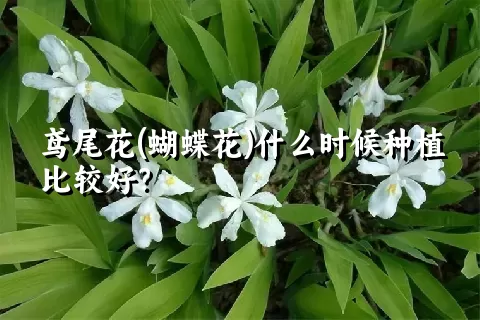 鸢尾花(蝴蝶花)什么时候种植比较好？