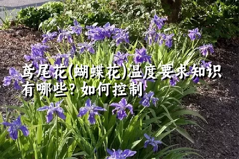 鸢尾花(蝴蝶花)温度要求知识有哪些？如何控制