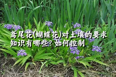 鸢尾花(蝴蝶花)对土壤的要求知识有哪些？如何控制