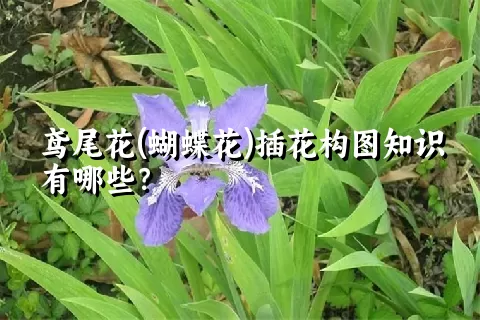 鸢尾花(蝴蝶花)插花构图知识有哪些？