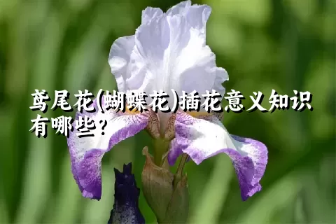 鸢尾花(蝴蝶花)插花意义知识有哪些？