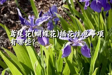 鸢尾花(蝴蝶花)插花注意事项有哪些？