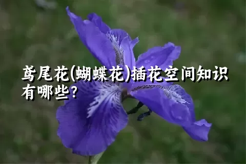 鸢尾花(蝴蝶花)插花空间知识有哪些？