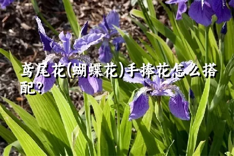 鸢尾花(蝴蝶花)手捧花怎么搭配？