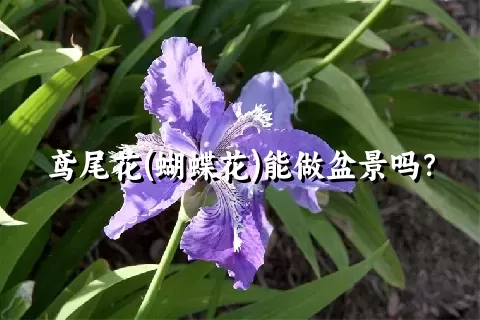 鸢尾花(蝴蝶花)能做盆景吗？