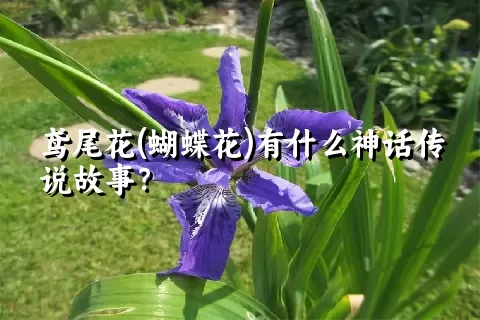 鸢尾花(蝴蝶花)有什么神话传说故事？