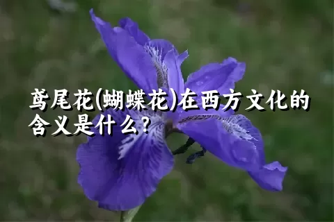 鸢尾花(蝴蝶花)在西方文化的含义是什么？