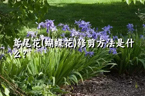 鸢尾花(蝴蝶花)修剪方法是什么？