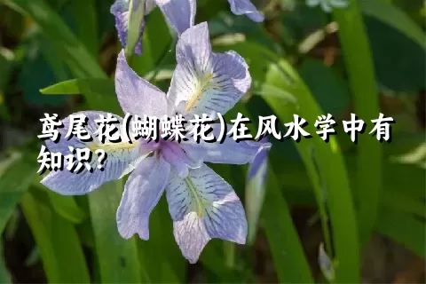 鸢尾花(蝴蝶花)在风水学中有知识？