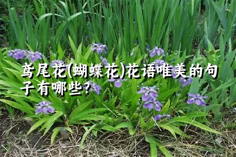 鸢尾花(蝴蝶花)花语唯美的句子有哪些？