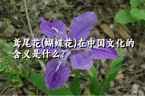 鸢尾花(蝴蝶花)在中国文化的含义是什么？