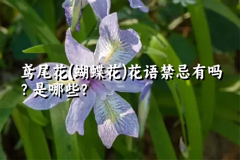 鸢尾花(蝴蝶花)花语禁忌有吗？是哪些？