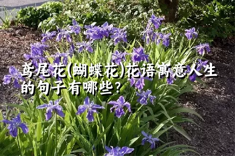 鸢尾花(蝴蝶花)花语寓意人生的句子有哪些？