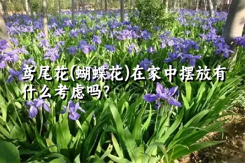 鸢尾花(蝴蝶花)在家中摆放有什么考虑吗？