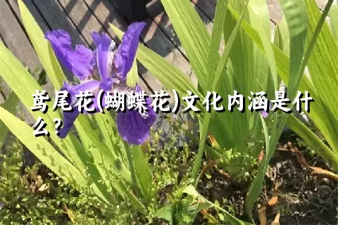 鸢尾花(蝴蝶花)文化内涵是什么？