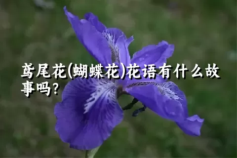 鸢尾花(蝴蝶花)花语有什么故事吗？