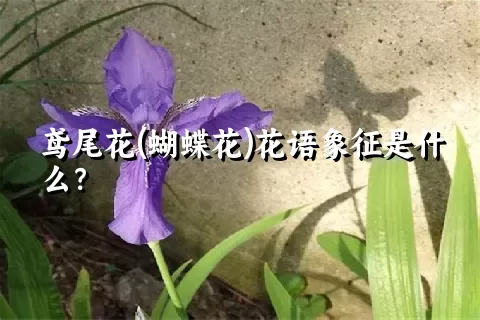 鸢尾花(蝴蝶花)花语象征是什么？