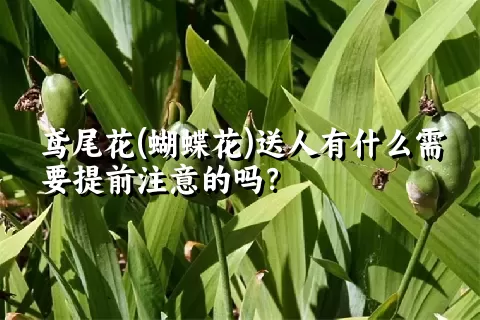 鸢尾花(蝴蝶花)送人有什么需要提前注意的吗？