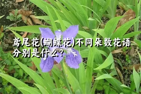 鸢尾花(蝴蝶花)不同朵数花语分别是什么？