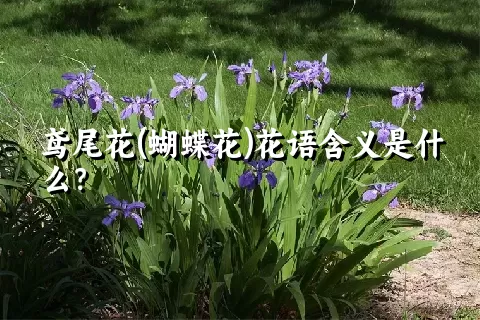 鸢尾花(蝴蝶花)花语含义是什么？