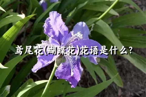 鸢尾花(蝴蝶花)花语是什么？