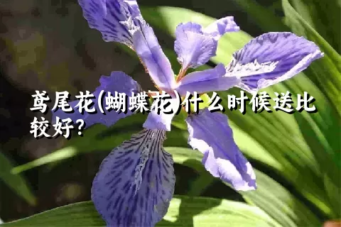 鸢尾花(蝴蝶花)什么时候送比较好？